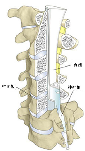 頚椎断面図