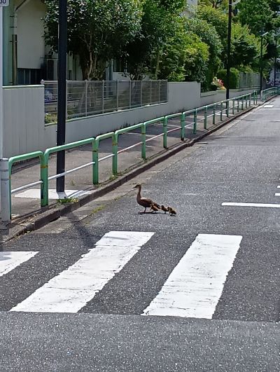 かわいいお客さま