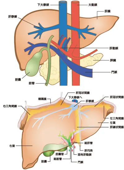 肝臓